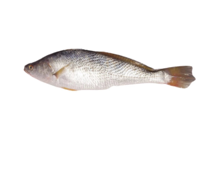 Capitaine Sénégal