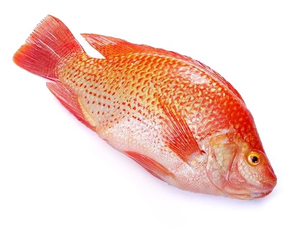 Tilapia Rouge 1Kg
