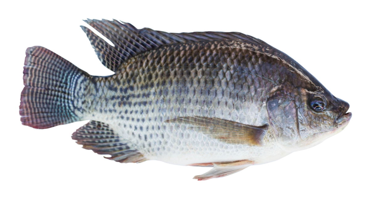 Tilapia Moyen 1Kg
