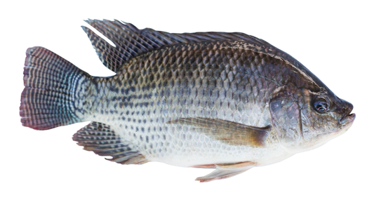 Tilapia Moyen 1Kg